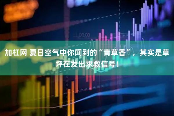 加杠网 夏日空气中你闻到的“青草香”，其实是草坪在发出求救信号！